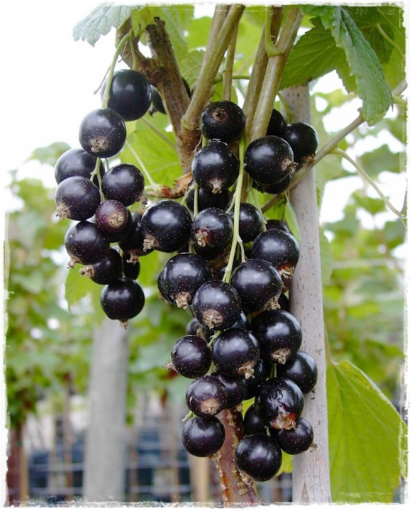 Feketeribiszke - Ribes nigrum 
