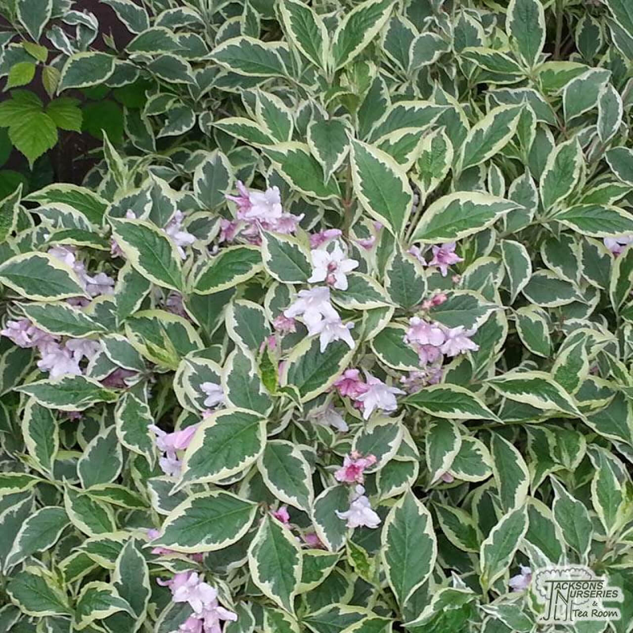 Törpe tarkalevelű rózsalonc (weigela florida nana variegata)