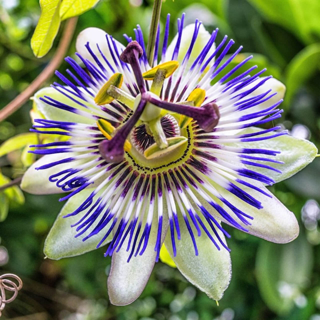 Maracuja-Golgotavirág (Passiflora caerulea)