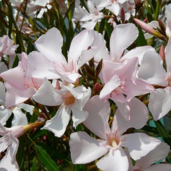 Egyszerű virágú leander (Nerium Oleander)